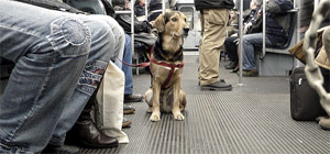 En vigor la nueva normativa sobre acceso de perros al Metro de Barcelona