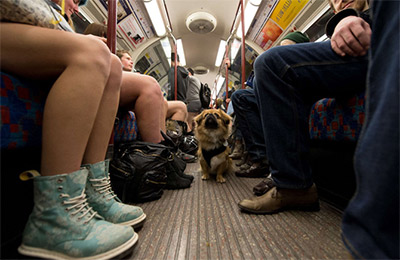 Acceso permitido a los perros en toda la red de Metro de Madrid