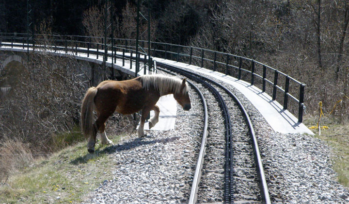 El recorrido de este ferrocarril tiene compaeros de viaje a los animales, domsticos o silvestres, que medran en las praderas y roquedos por los que discurre el ferrocarril, como este caballo situado a la entrada del viaducto de Toses.